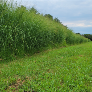 Switchgrass